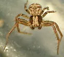 Xysticus discursans