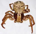Xysticus discursans - photo 2