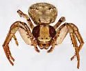 Xysticus discursans - photo 3