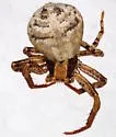Xysticus discursans - photo 4