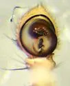 Xysticus discursans - photo 5