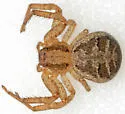 Elegant Crab Spider