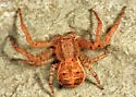 Elegant Crab Spider - photo 2