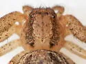 Elegant Crab Spider - photo 3