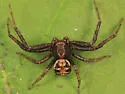 Elegant Crab Spider - photo 4