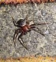 Xysticus ellipticus