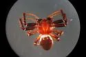 Xysticus ellipticus - photo 2