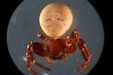 Xysticus ellipticus - photo 3