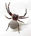 Xysticus ellipticus - photo 4