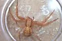 Xysticus emertoni