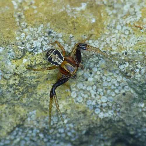 Xysticus erraticus