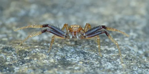Xysticus erraticus - photo 2