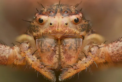 Tan crab spider - photo 3