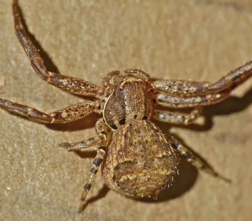 Tan crab spider - photo 4