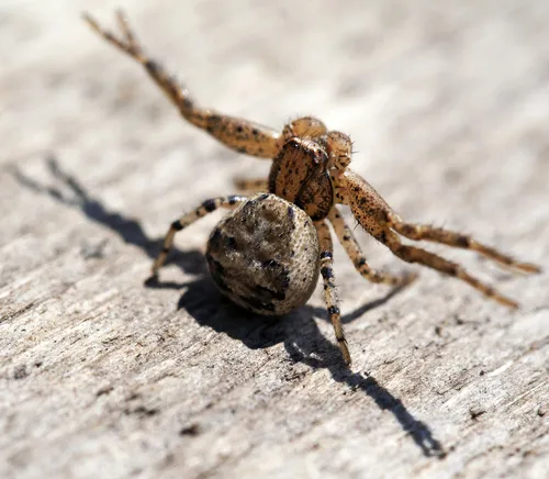 Tan crab spider - photo 5