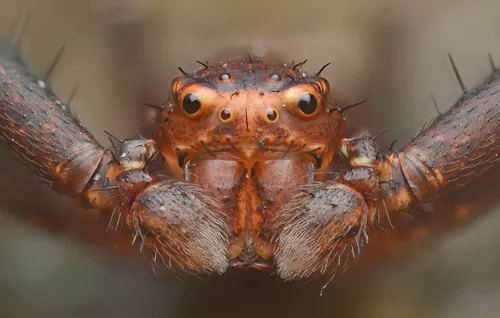 Tan crab spider - photo 6