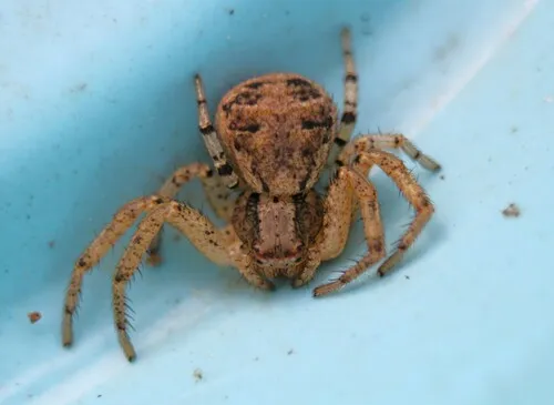 Tan crab spider - photo 7