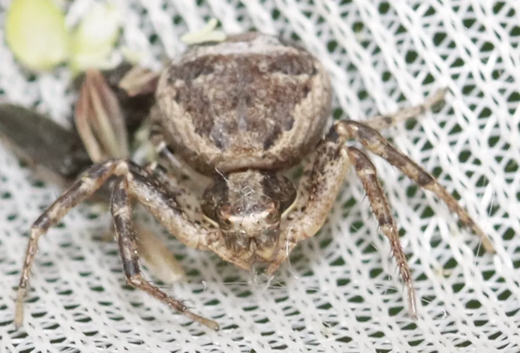 Tan crab spider - photo 8