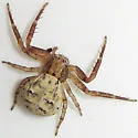 Xysticus fervidus