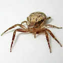 Xysticus fervidus - photo 2