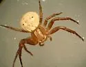 Xysticus fervidus - photo 3