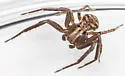 Xysticus fervidus - photo 4