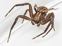 Xysticus fervidus - photo 5