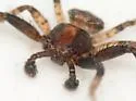 Xysticus fraternus