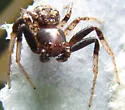 Xysticus fraternus - photo 2
