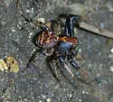 Xysticus fraternus - photo 4