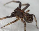 Xysticus fraternus - photo 5