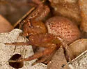 Xysticus funestus