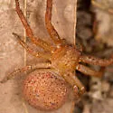 Xysticus funestus - photo 2