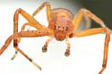 Xysticus funestus - photo 3