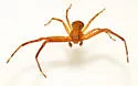 Xysticus funestus - photo 4