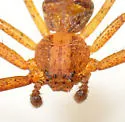 Xysticus funestus - photo 5