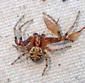 Xysticus gosiutus