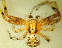 Xysticus gosiutus - photo 2
