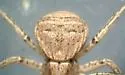 Xysticus gulosus