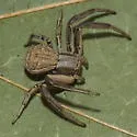 Xysticus gulosus - photo 2