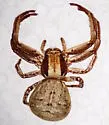 Xysticus gulosus - photo 3