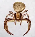 Xysticus gulosus - photo 4
