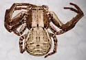 Xysticus gulosus - photo 5