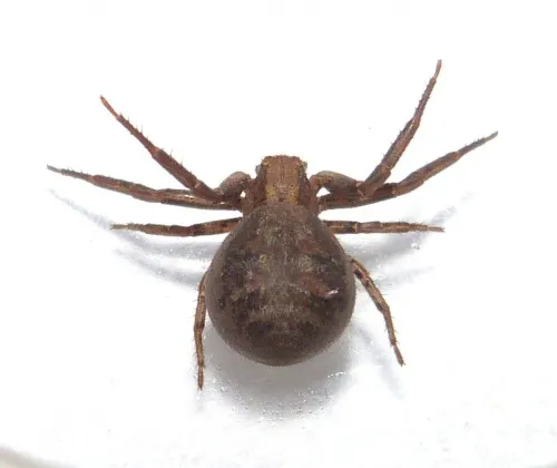 Xysticus kochi