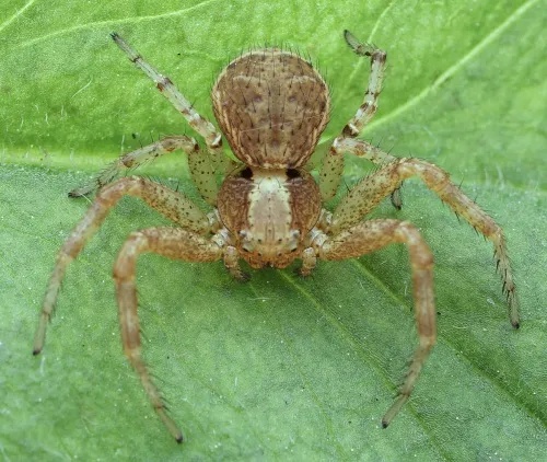 Xysticus lanio