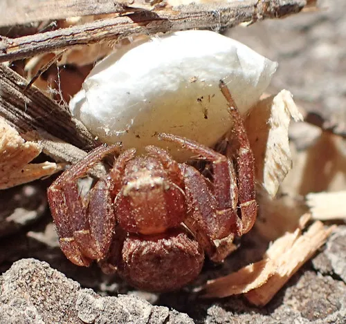 Enlarged Ground Crab Spider