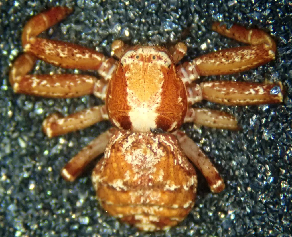 Enlarged Ground Crab Spider - photo 2