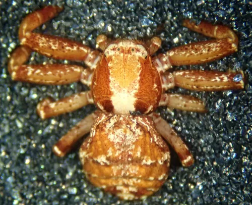 Enlarged Ground Crab Spider - photo 3