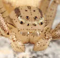 Xysticus luctans