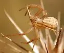 Xysticus luctans - photo 2